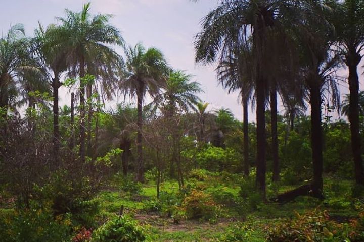 Read more about the article Eco-villaggio Nioko Bokk: il progetto Renken in Casamance